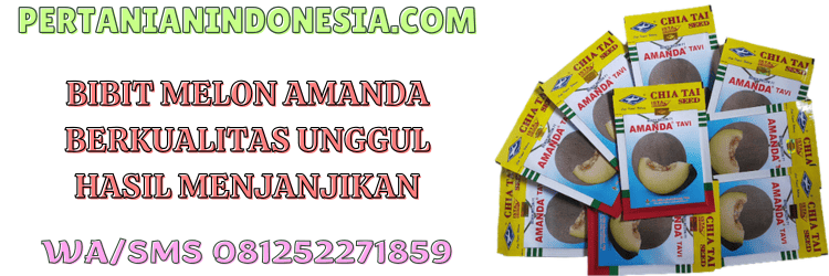 bibit,melon,amanda,bibit melon,amanda tavi,pertanian indonesia